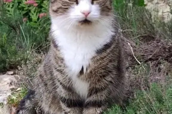 Chat perdu, Meursault, photo: Chat perdu, Corcelles-les-Arts, Besançon - tigré et blanc
