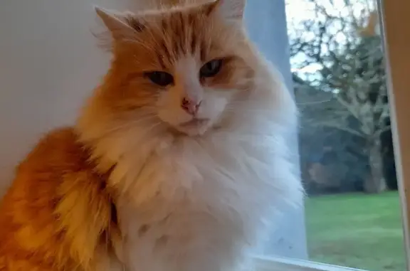 Chat perdu, Oloron-Sainte-Marie, photo: Chat perdu, Avenue de Lattre de Tassigny, Oloron-Sainte-Marie - rousse et blanche à poils angora