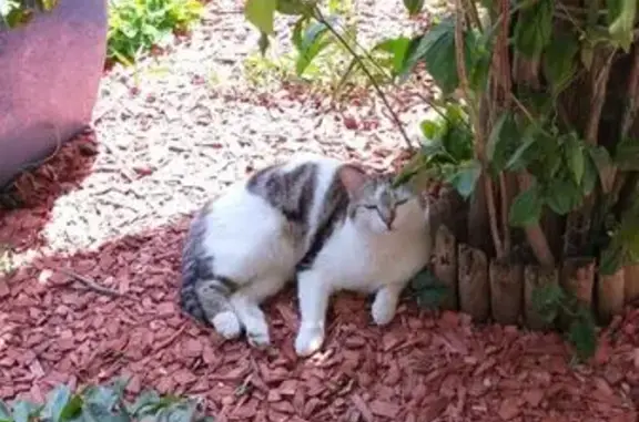 Chat perdu mâle, Les Babets, 710, Dracé, Saint-Rémy - castré, non identifié - photo