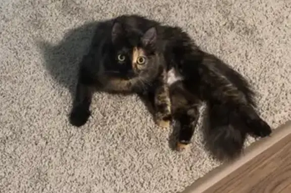 Lost cat, West Bode Circle, Hoffman Estates - female tortoise shell - photo