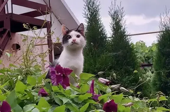 Зникла кішка, вулиця Бернарда Претвича, 25, Вінниця - чорно-біла, невелика - photo