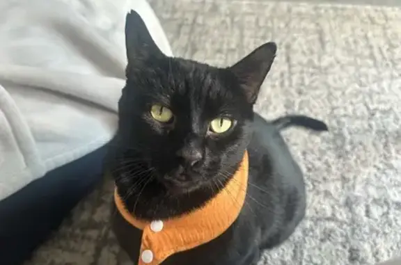 Lost male cat, Sky Park Drive, Medford - photo