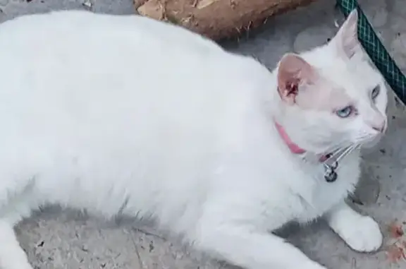 Gato perdido Hembra, Reynosa (mxl489314) - photo