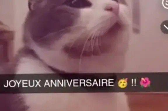 Chat perdu, Paris, photo: Chat perdu, Rue Louis Mallet, Bourges - mâle gris clair et blanc
