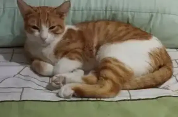 Perdido gato, Calle Aida, 253, Torrevieja - blanca y amarilla - photo