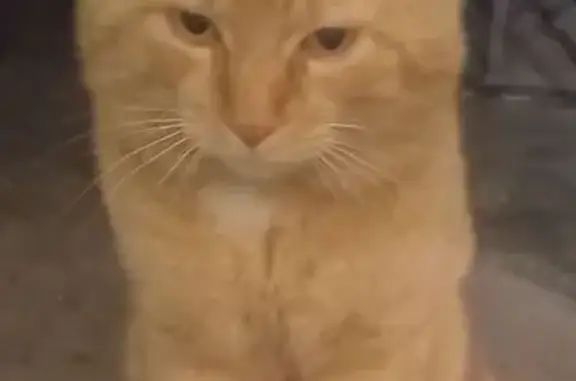 Animaux trouvés Pessac, photo: Chat trouvé, Pessac (ff590862)