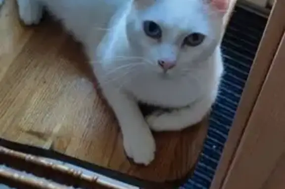 Chat trouvé Hambye, photo: Chat perdu, Route de la Basse Vente, Hambye - blanc avec point noir sur le nez