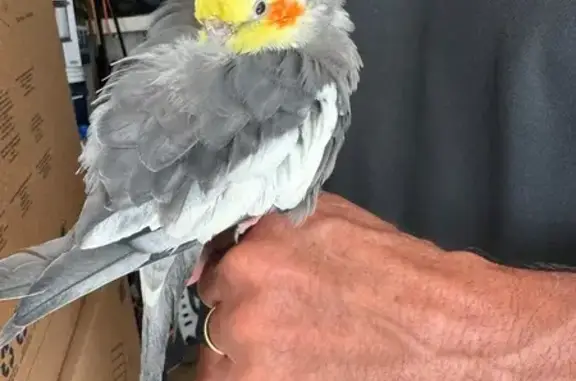 Lost and found pets Carmel, photo: Found bird, Washita Court, Carmel - young male