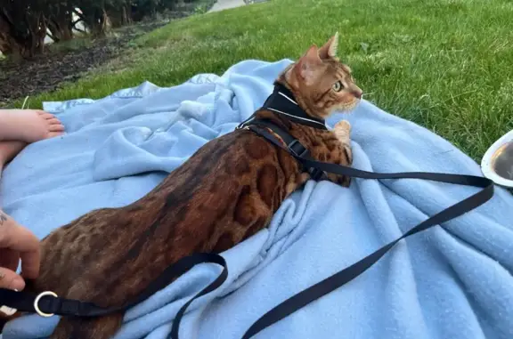 Lost cat, Daniels Road, Nazareth - Bengal male with green eyes - photo