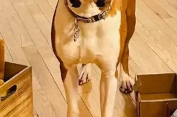 Lost dog, Montrose Street, Hartford - flashy fawn boxer - photo