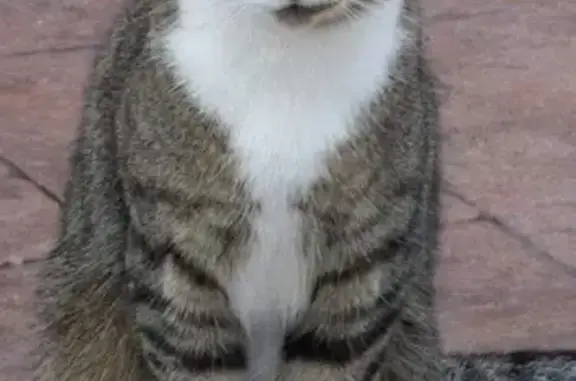 Lost male cat, Thornhill Lane, 5113, Anderson, Fort Wayne - nose bridge split in two colors - photo