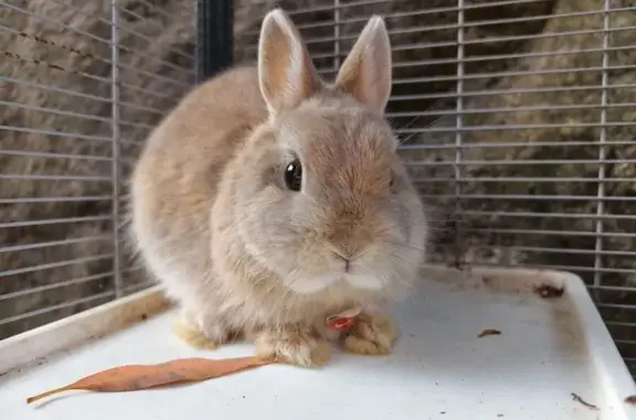 Lost pets Georges River Council, photo: Lost rabbit, Wyong Street, Georges River Council - male dwarf rabbit