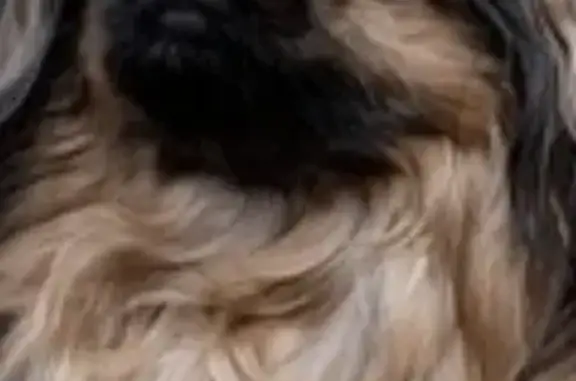 Lost and found pets McAllen, photo: Lost dog, South 23rd Street, 2202, McAllen - male, friendly with kids