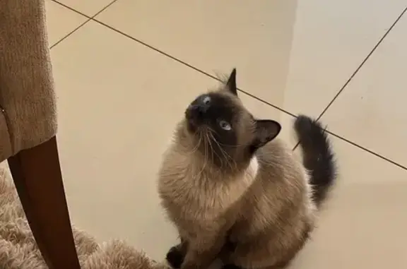 Gato desaparecido Macho (brl00...