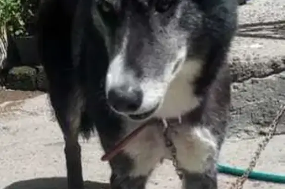 Perros perdidos, Santa Maria Chimalhuacan, foto: Perro perdido Hembra, Santa Maria Chimalhuacan (mxl489319)