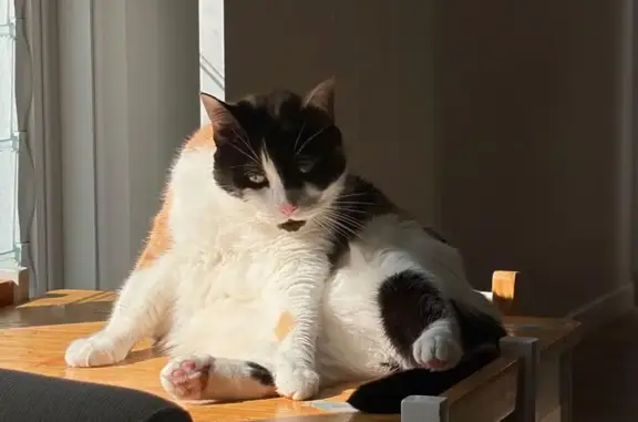 Lost cat, Auk Avenue, Gold Coast - female with distinctive black facial markings - photo