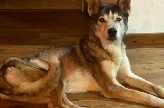 Chien perdu, Le Champ Moine, 1817, Sagy - femelle husky - photo