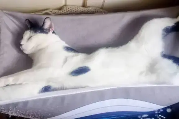 Lost male cat, Horsenden Lane South, London - mostly white with a black smudged nose - photo