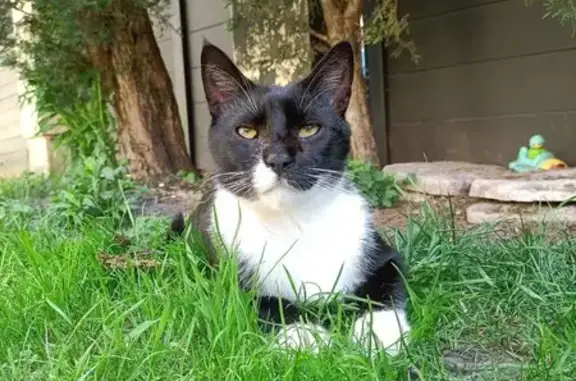Chat perdu, Allée Odette, Argenteuil - yeux qui coulent - photo