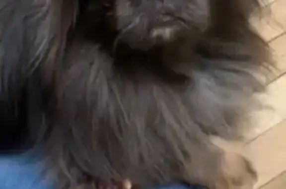 Зникла собака, вулиця Івана Франка, Дроговиж - чорний довгошерстний з коричневими лапками - photo