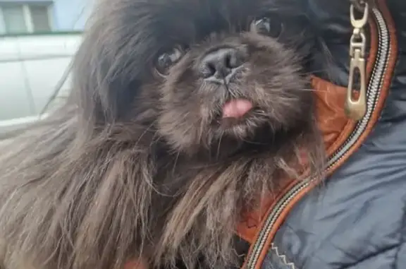 Зникла собака, вулиця Івана Франка, 30, Вербіж - чорний з коричневими лапками - photo