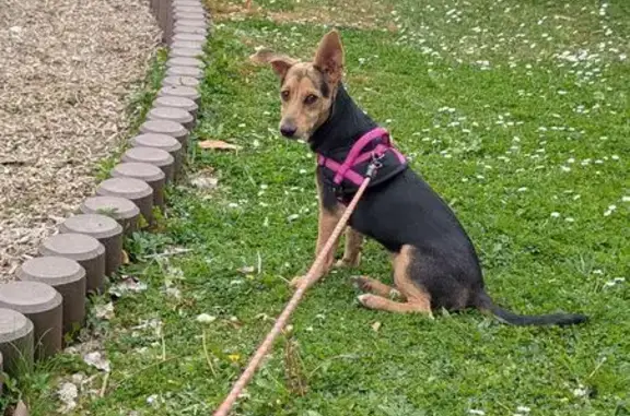 Chien perdu Marseille, photo : Chien perdu, Avenue Napoléon Bonaparte, Rueil-Malmaison - harnais rose