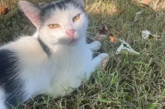 Animaux perdus Pont-l'Évêque, photo: Chat perdu, Chemin de Drumare, Pont-l'Évêque - mâle, taille normale