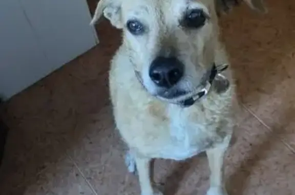 Perdido perro, Calle Oria, 10, Almería - hembra de 13 años - photo