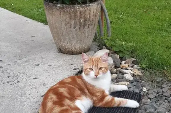 Animaux perdus Loué, photo: Chat perdu, Chemin de Valamelon, Loué - Rouky, roux et blanc