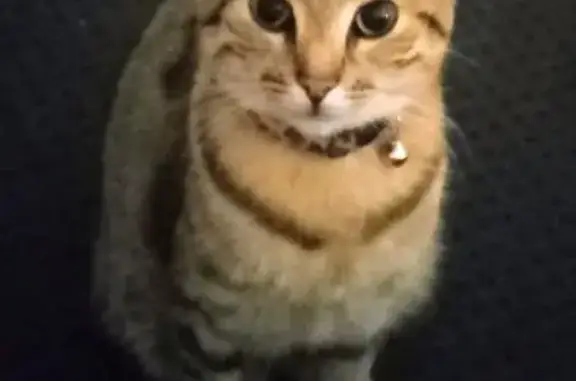 Lost cat, Kaalak Lane, Mandurah - female brown/white tabby - photo