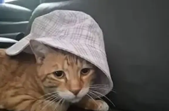 Lost pets Adelaide, photo: Lost cat, Carrickalinga Boulevard, Adelaide - Bruno, tabby with a saggy belly