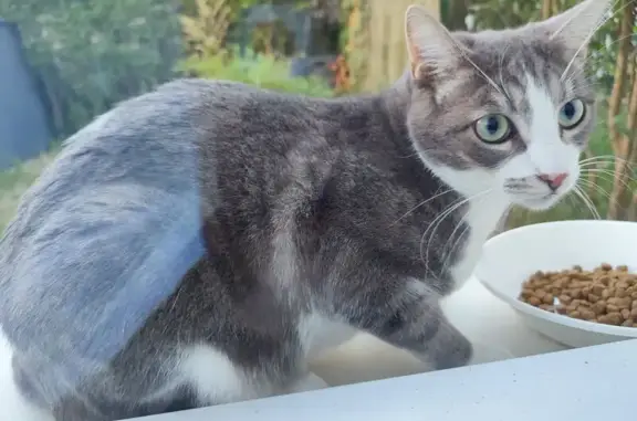 Chat trouvé, Maisons-Alfort, Paris - gris blanc tigré - photo