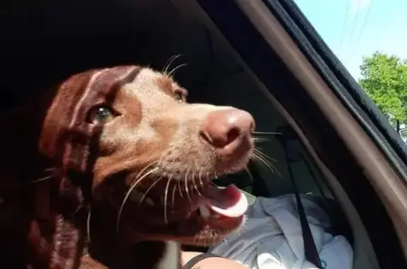 Cachorro perdido Fêmea (brl002680) - photo