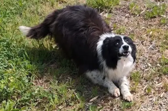 Chien perdu, Castet-Arrouy, Saint-Étienne - femelle border collie - photo