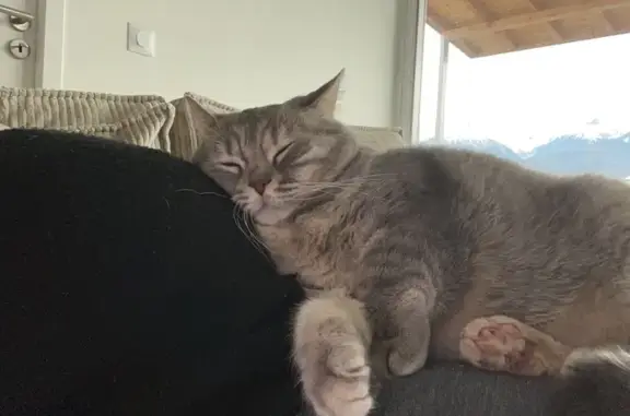 Animaux perdus Crolles, photo: Chat perdu, Impasse Jacques Brel, Crolles - femelle grise légèrement tigrée