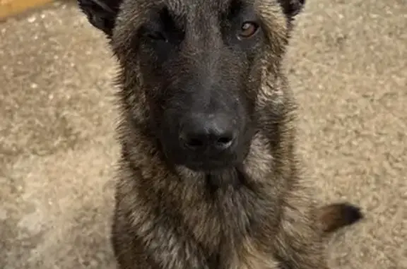 Perro encontrado Sevilla, foto: Encontrado perro, Torrepalma, Sevilla - cachorro de Malinois hembra