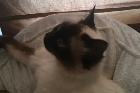 Chat perdu, La Bouëxière, photo: Chat perdu, La Bouëxière - Nina, siamoise aveugle