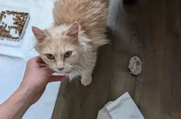 Animaux trouvés Paris, photo: Chat trouvé, Rue des Dahlias, Lyon - mâle calme et doux