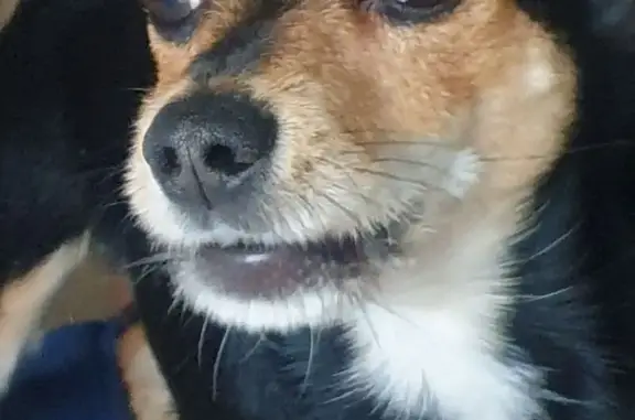 Perdido perro, Calle Acacias, Valsaín, Valdemoro - mezcla de Chihuahua y Yorkshire - photo