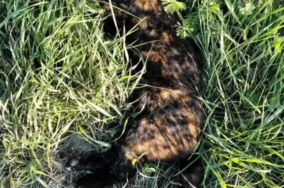 Animaux trouvés Bourbourg, photo: Chat trouvé, bord de la route entre chocolaterie CEMOI et D300, Bourbourg