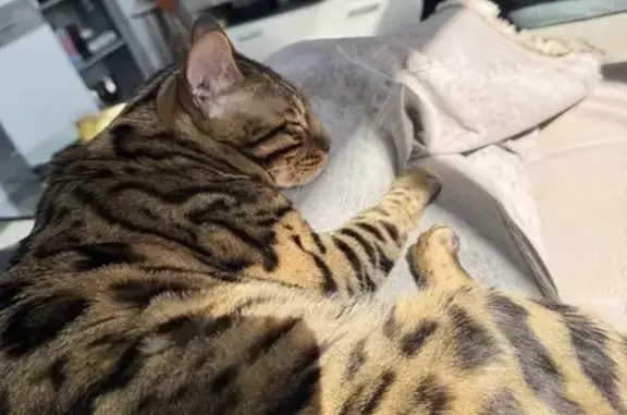 Perdido gato, Calle Ebro, Córdoba - Bengali castrado - photo