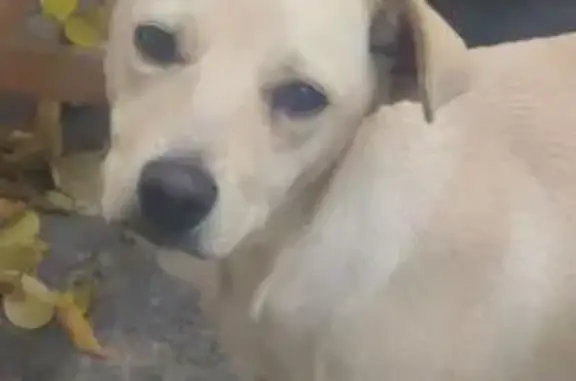 Lost female dog, Pommern Avenue, Randburg - 14 months old - photo