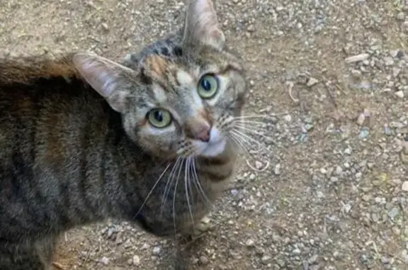 Animaux trouvés Annecy, photo: Chat trouvé, Rue de la Rochefoucault, Clermont-Ferrand - femelle