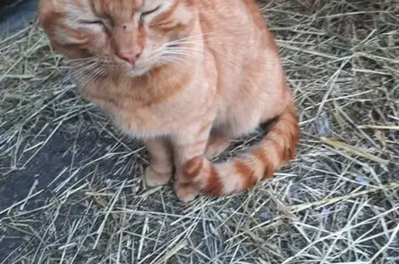 Animaux trouvés Capinghem, photo: Chat trouvé mâle, Rue des Fusillés, Capinghem - collier en nylon bleu