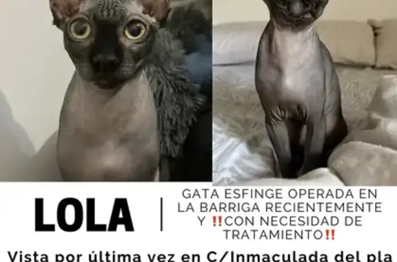 Perdido gato, Carrer Inmaculada del Pla, 7, Alacant, Ibi - recién operada - photo