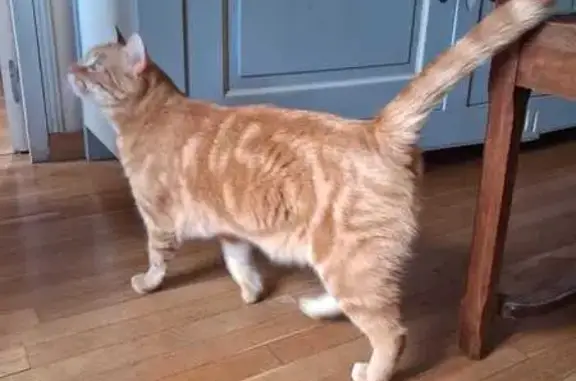 Animaux perdus Beauvallon, photo: Chat perdu, Le Mincieux, Beauvallon - mâle orangé