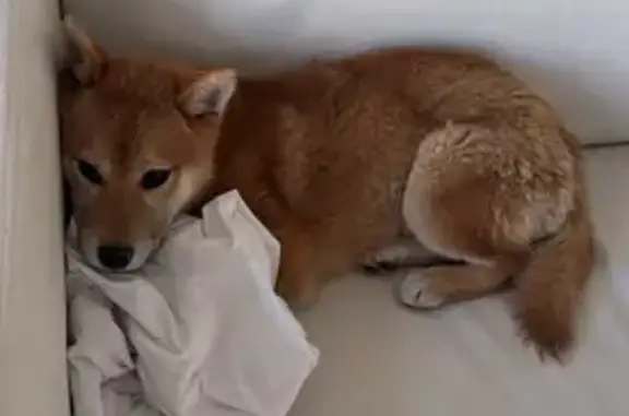 Animaux perdus Le Pouzin, photo: Chien perdu, Avenue Marcel Nicolas, Le Pouzin - Shiba inu femelle