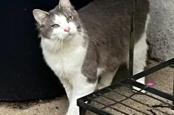 Chat perdu, Launay Fily, Ménéac - Aslan, blanc gris à poils semi longs - photo