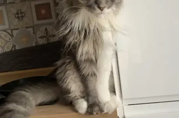 Chat perdu, Nice, photo: Chat perdu, Rue Abel Guyet, Plaisir, Nice - femelle type Maine coon