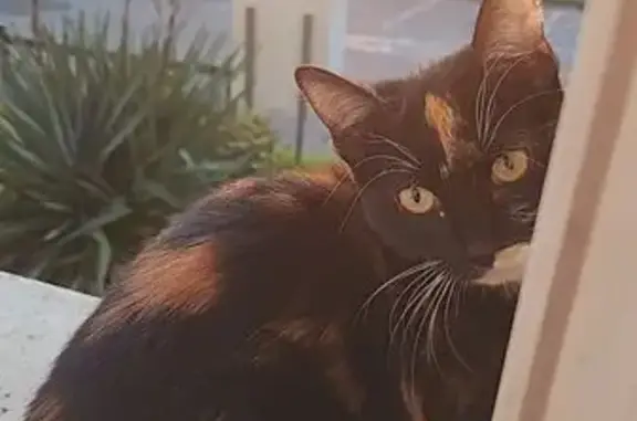 Chat perdu, Saint-Clair-du-Rhône, photo: Chat perdu, Vienne, Saint-Clair-du-Rhône - écaille de tortue de 8 mois